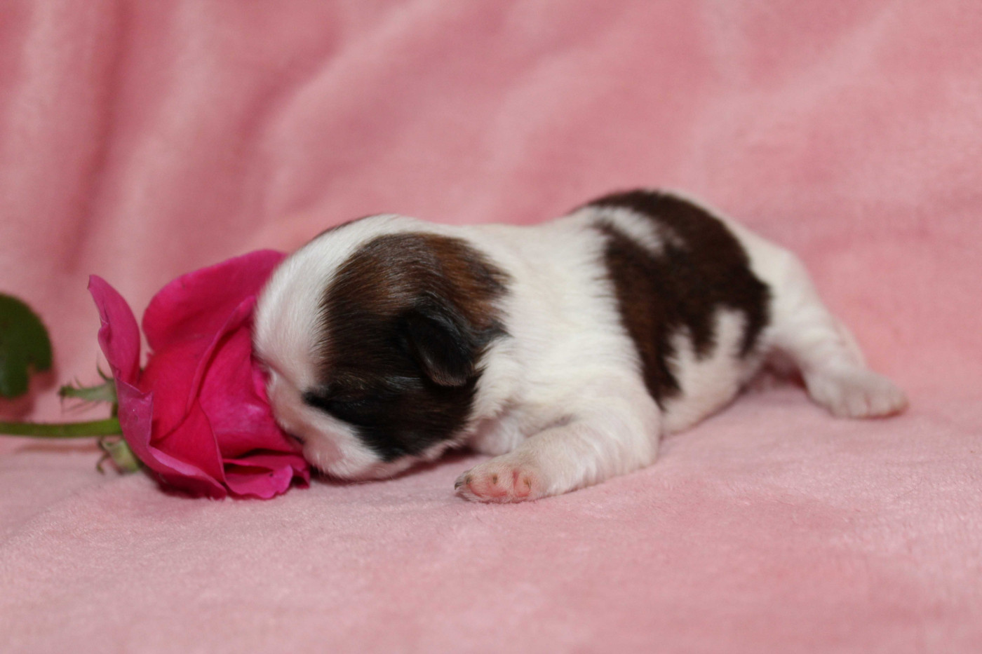 de la magie de lys - Chiots disponibles - Shih Tzu