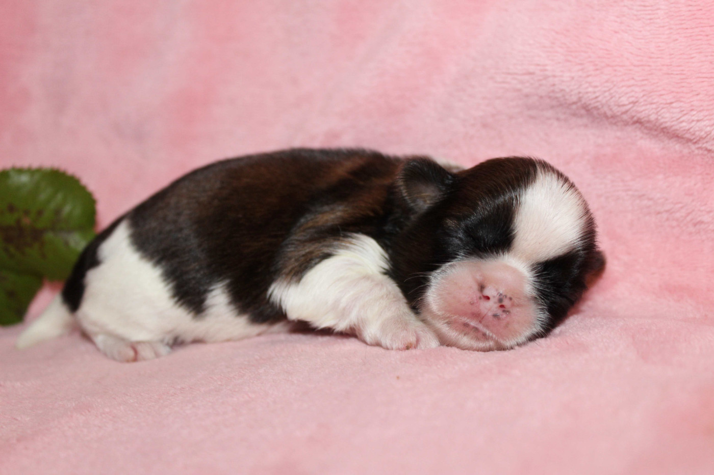 de la magie de lys - Chiots disponibles - Shih Tzu