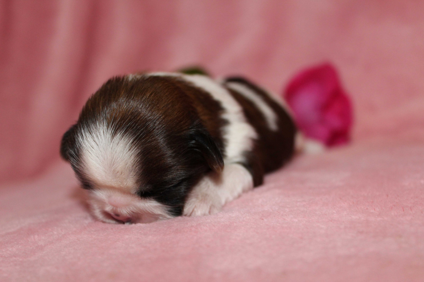 de la magie de lys - Chiots disponibles - Shih Tzu