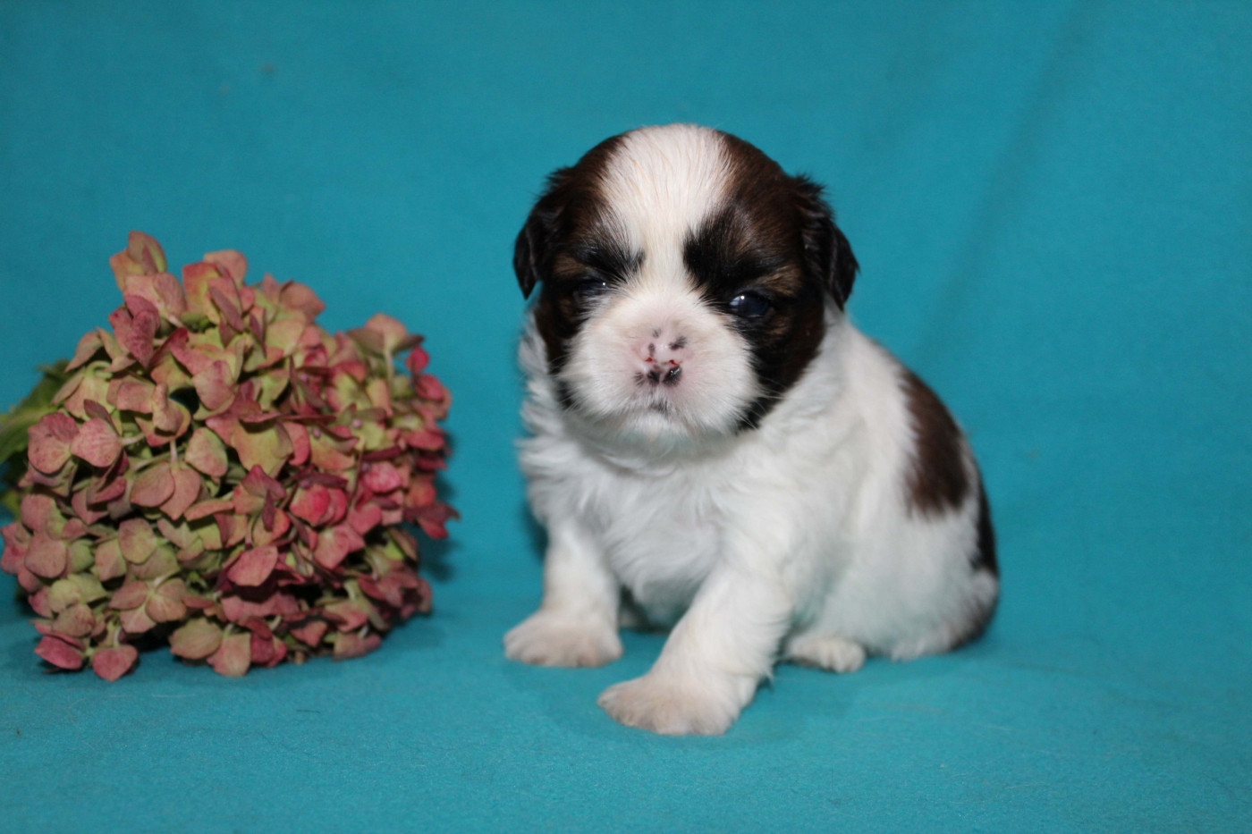 de la magie de lys - Chiots disponibles - Shih Tzu