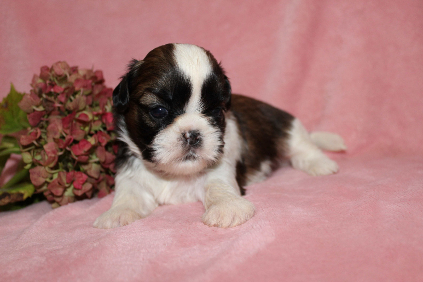 de la magie de lys - Chiots disponibles - Shih Tzu