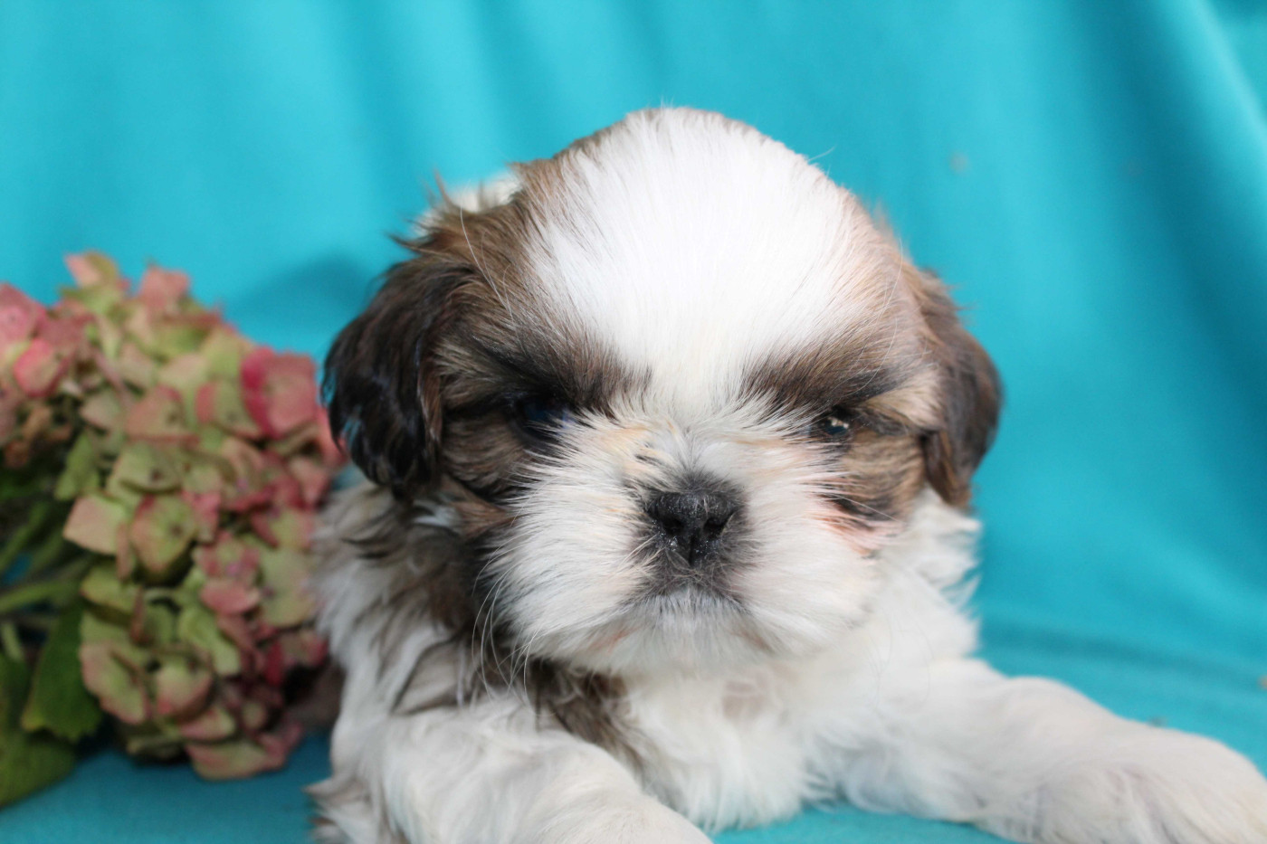 de la magie de lys - Chiots disponibles - Shih Tzu