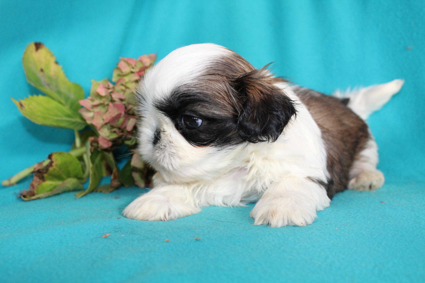 de la magie de lys - Chiots disponibles - Shih Tzu