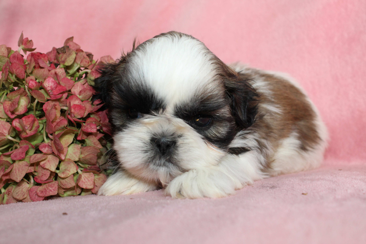 de la magie de lys - Chiots disponibles - Shih Tzu