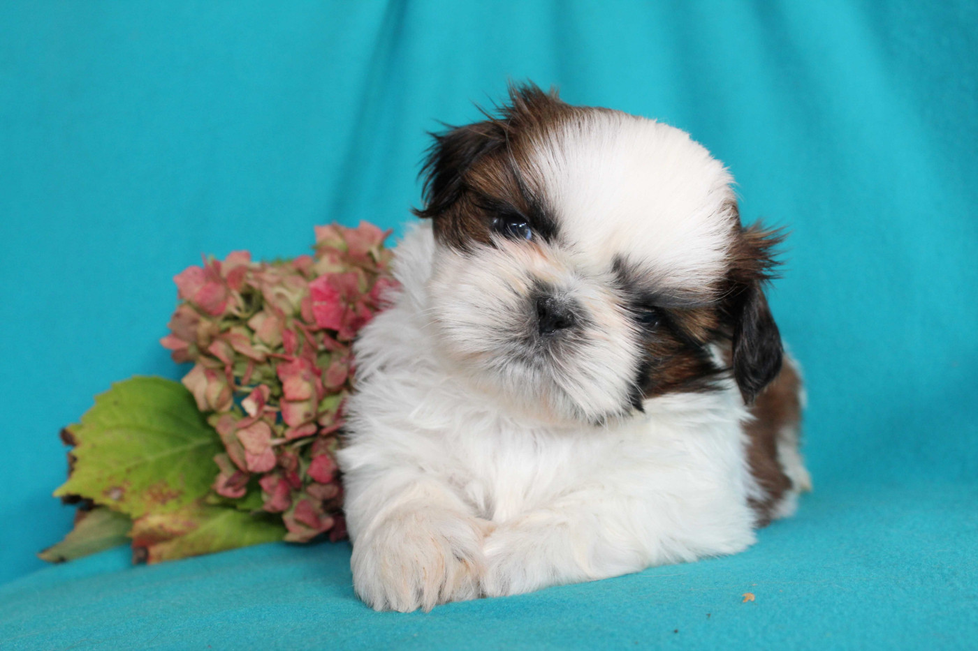 de la magie de lys - Chiots disponibles - Shih Tzu
