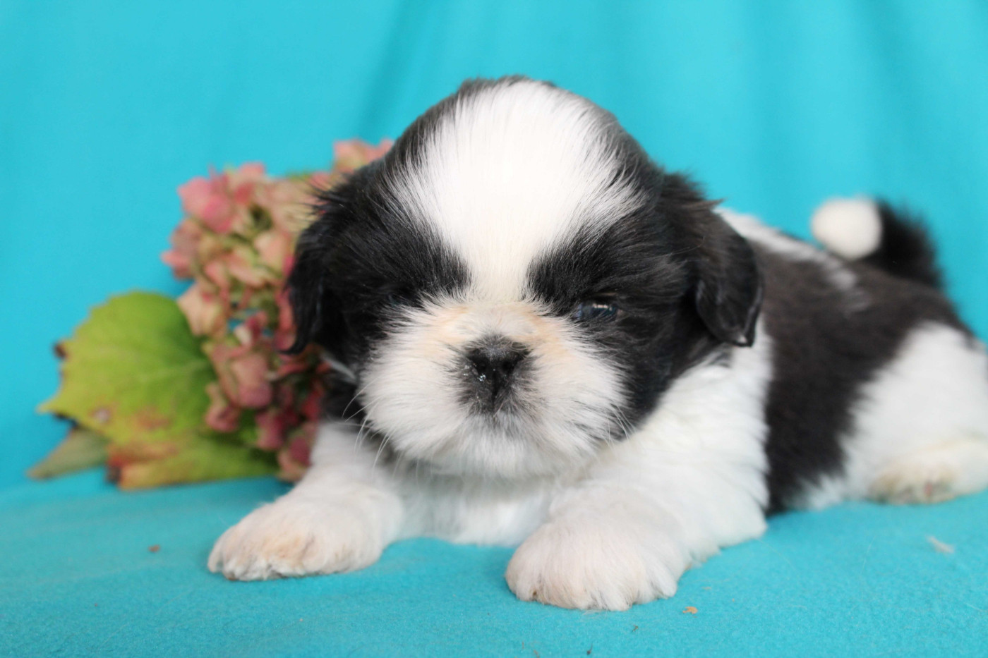 de la magie de lys - Chiots disponibles - Shih Tzu