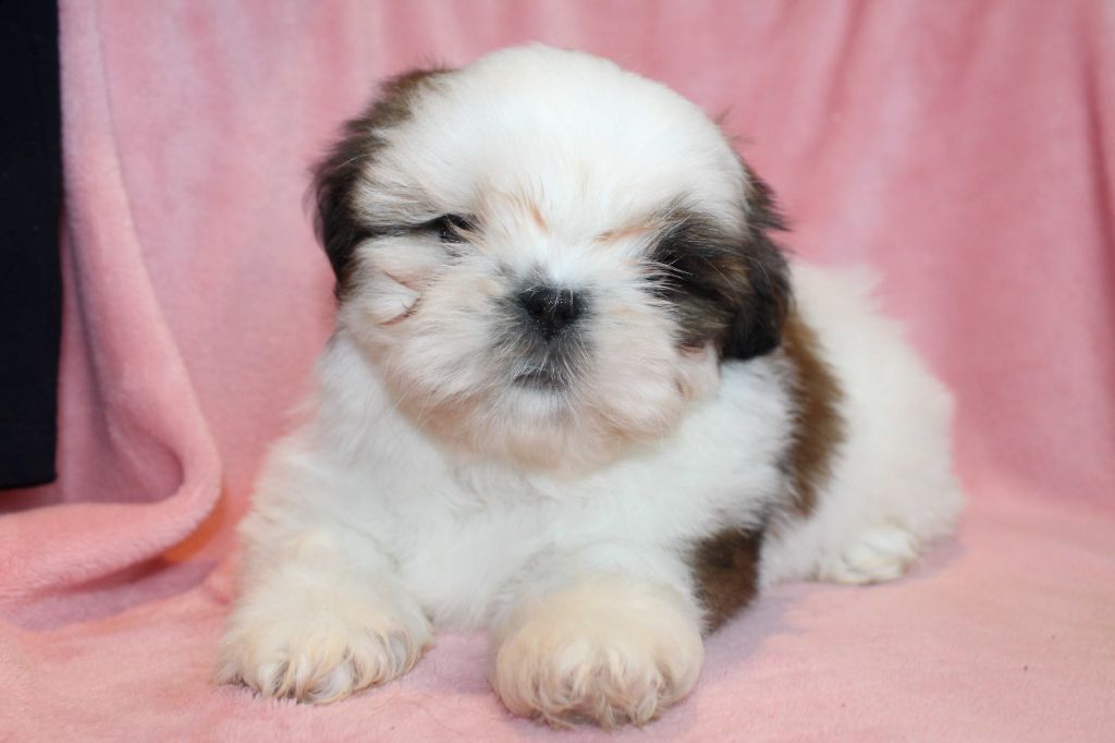 de la magie de lys - Chiots disponibles - Shih Tzu