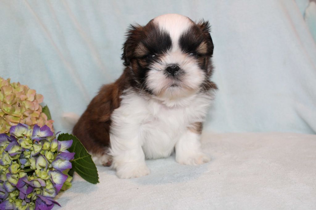 de la magie de lys - Chiots disponibles - Shih Tzu