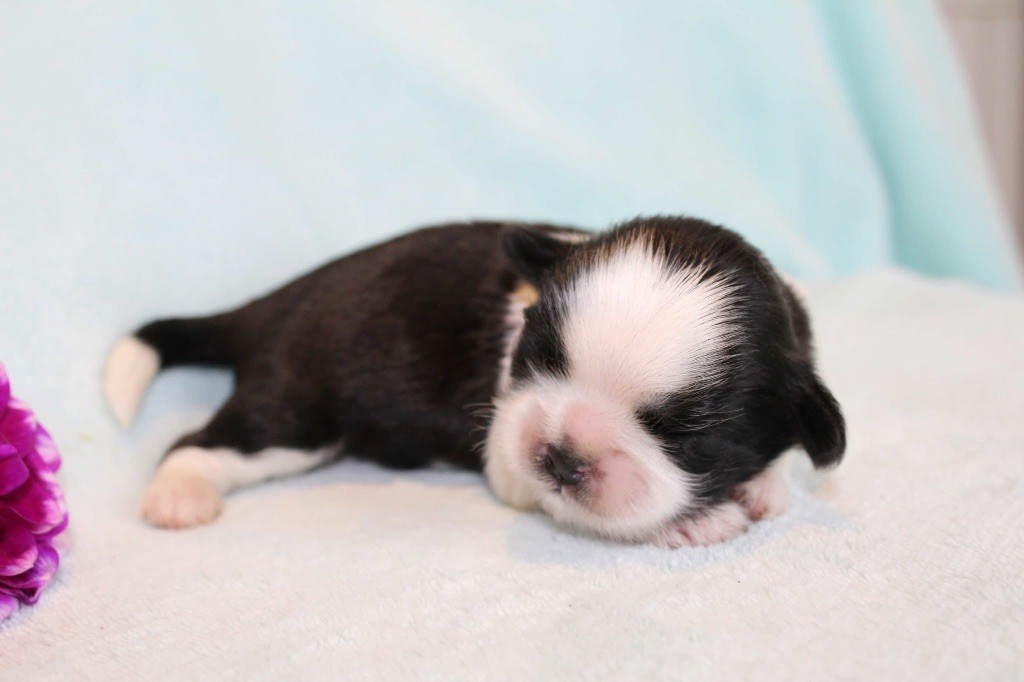 de la magie de lys - Chiots disponibles - Shih Tzu