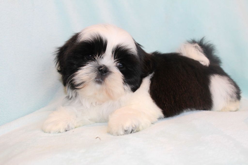 de la magie de lys - Chiots disponibles - Shih Tzu