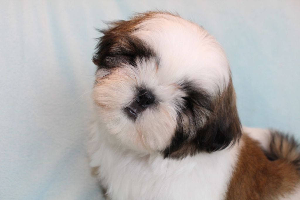 de la magie de lys - Chiots disponibles - Shih Tzu