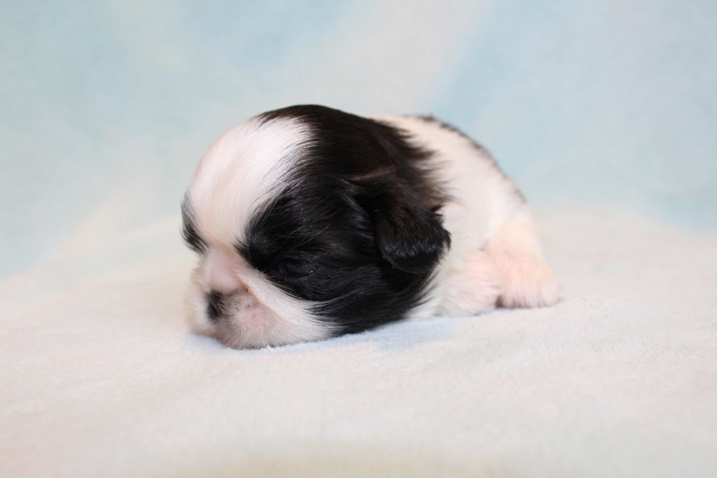 de la magie de lys - Chiots disponibles - Shih Tzu