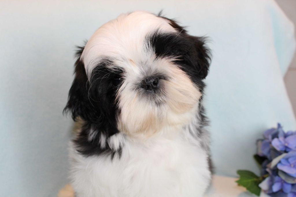 de la magie de lys - Chiots disponibles - Shih Tzu