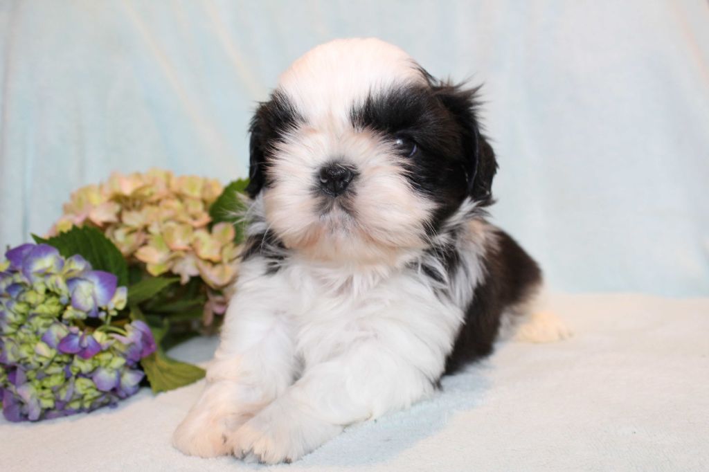 de la magie de lys - Chiots disponibles - Shih Tzu
