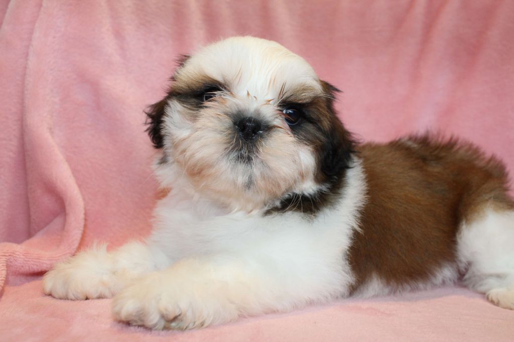de la magie de lys - Chiots disponibles - Shih Tzu