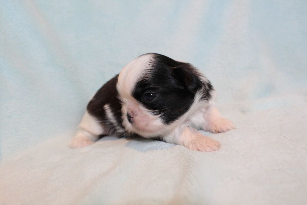 de la magie de lys - Chiots disponibles - Shih Tzu