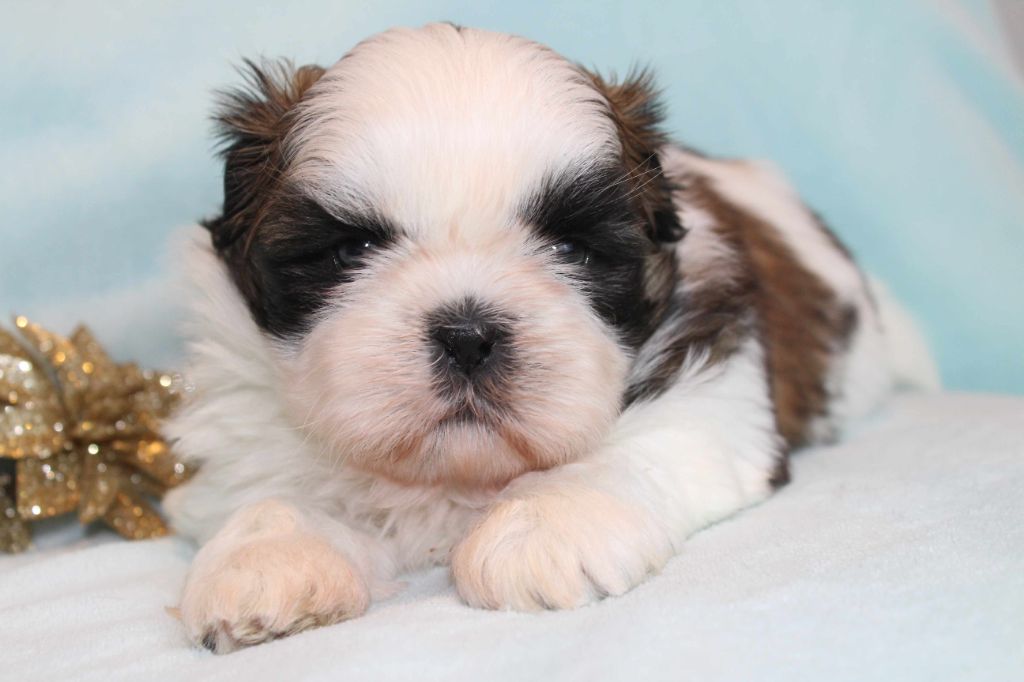 Chiot Shih Tzu de la magie de lys