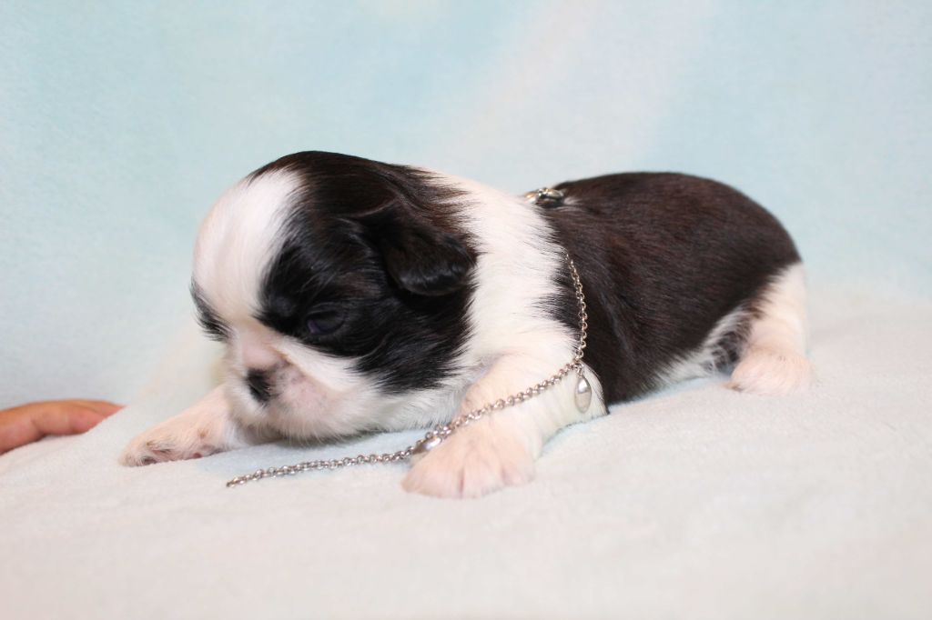 Chiot Shih Tzu de la magie de lys