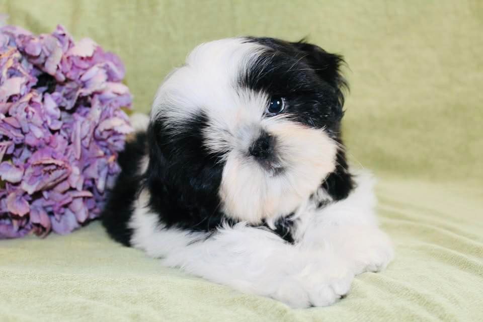 de la magie de lys - Chiots disponibles - Shih Tzu