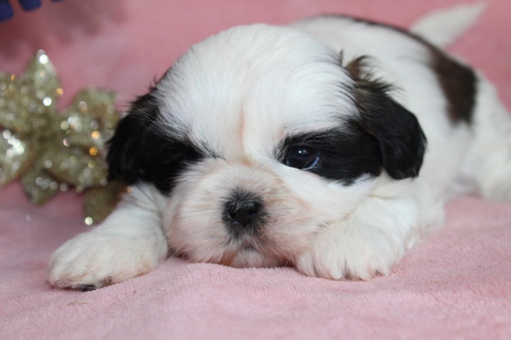 de la magie de lys - Chiots disponibles - Shih Tzu