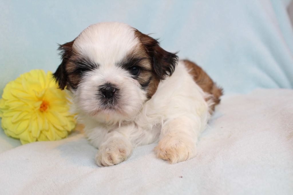de la magie de lys - Shih Tzu - Portée née le 09/08/2025