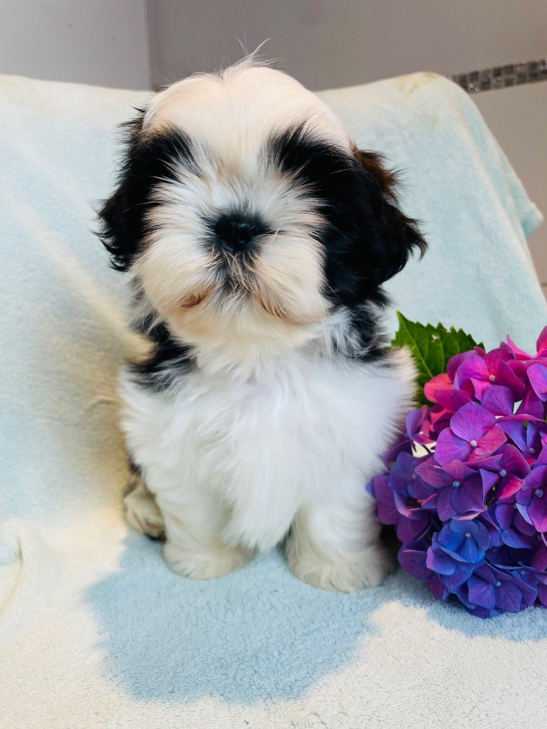 de la magie de lys - Chiots disponibles - Shih Tzu