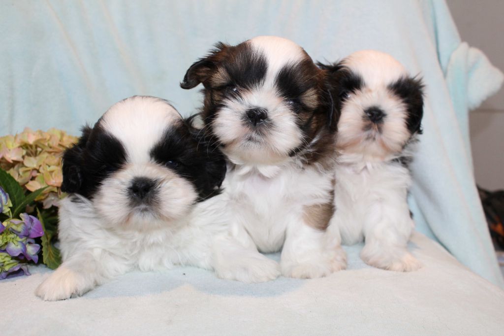 de la magie de lys - Shih Tzu - Portée née le 16/05/2025