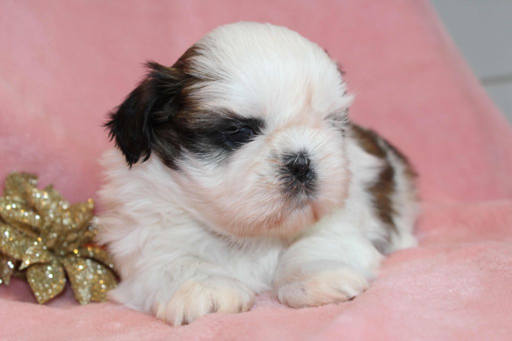 de la magie de lys - Chiots disponibles - Shih Tzu