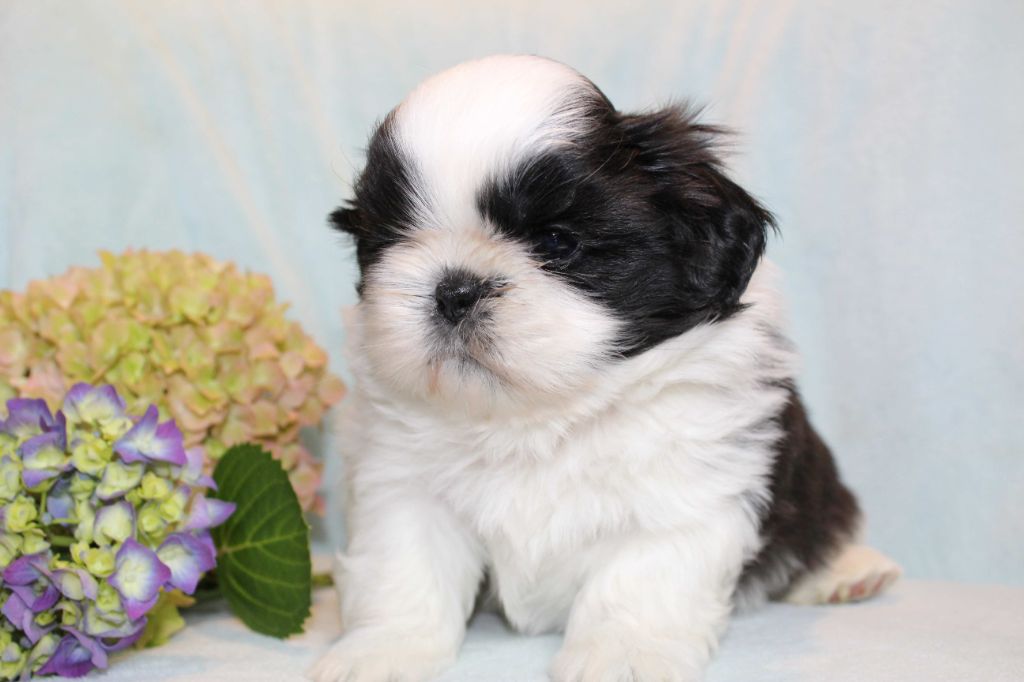de la magie de lys - Chiots disponibles - Shih Tzu